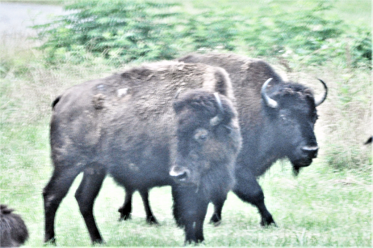 bison hered